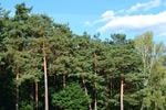 drzewa w Polsce